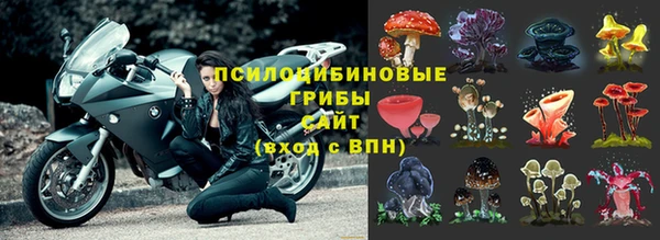 крисы Белокуриха
