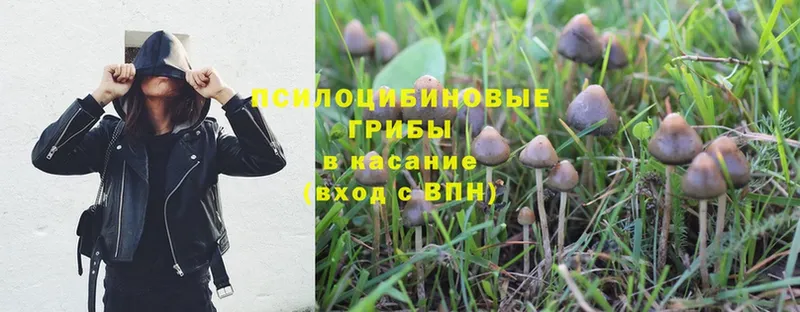 KRAKEN рабочий сайт  закладка  Тюмень  Псилоцибиновые грибы Psilocybe 